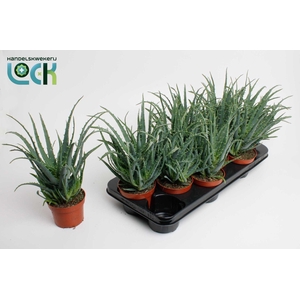 ALOE ARBORESCENS