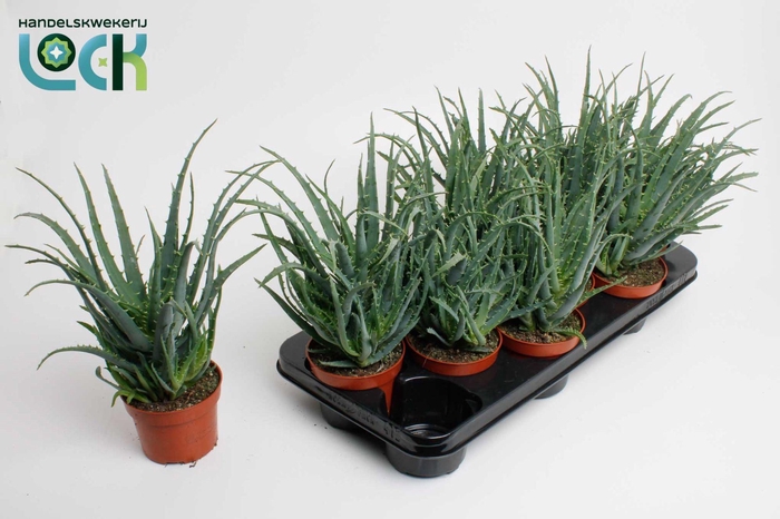 <h4>ALOE ARBORESCENS</h4>