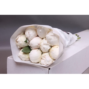 Paeonia Duchesse De Nemours | Heavy Quality