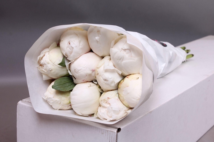 <h4>Paeonia Duchesse De Nemours | Heavy Quality</h4>