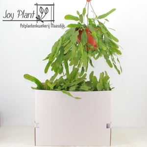 LEPISMIUM HOULLETIAN