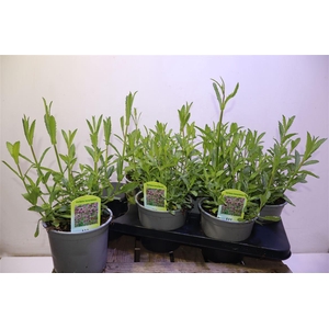 Verbe Bonariensis