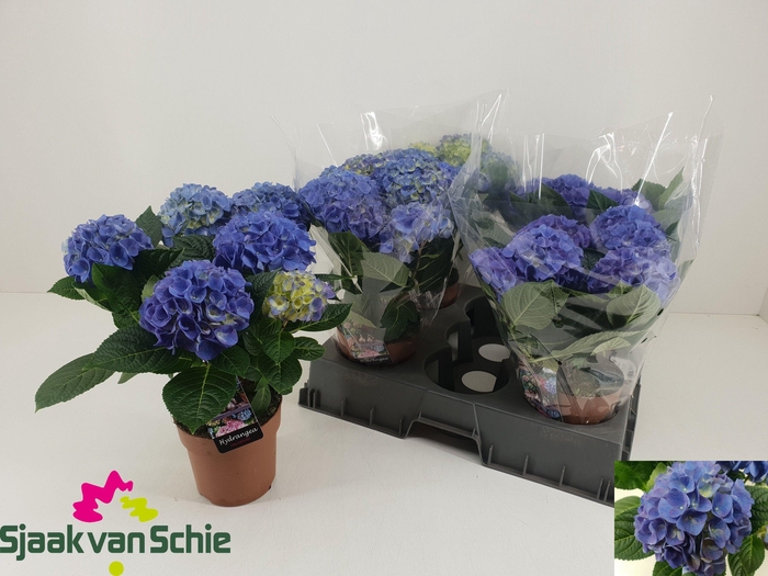 <h4>HYDR M HI MEADOW</h4>