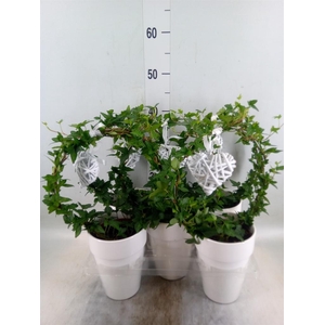 Hedera   ...green leafed