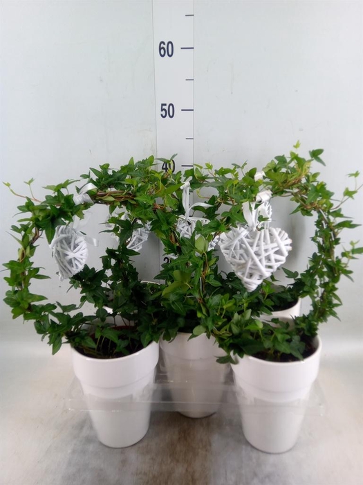 <h4>Hedera   ...green leafed</h4>