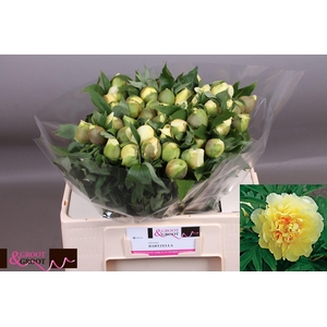Paeonia Bartzella