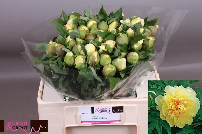 <h4>Paeonia Bartzella</h4>