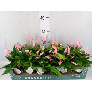 Anthurium andr. 'Lilli'