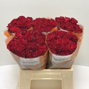 Rosa TR 'Dominica' BRAAM