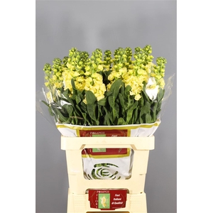 Matthiola Iron Yellow