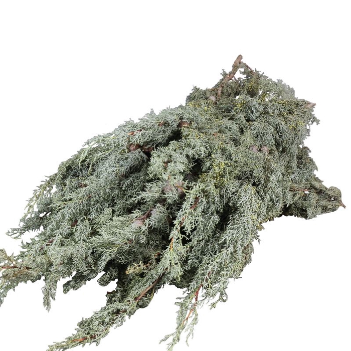 CUPRESSUS SEMPERVIR