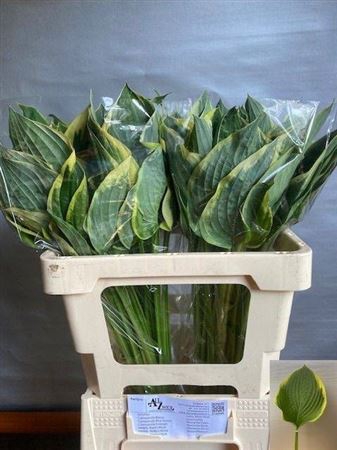 <h4>Hosta F Aureomargina</h4>