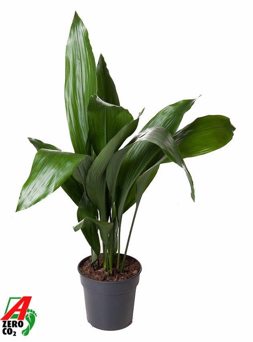 <h4>Aspidistra Elatior</h4>