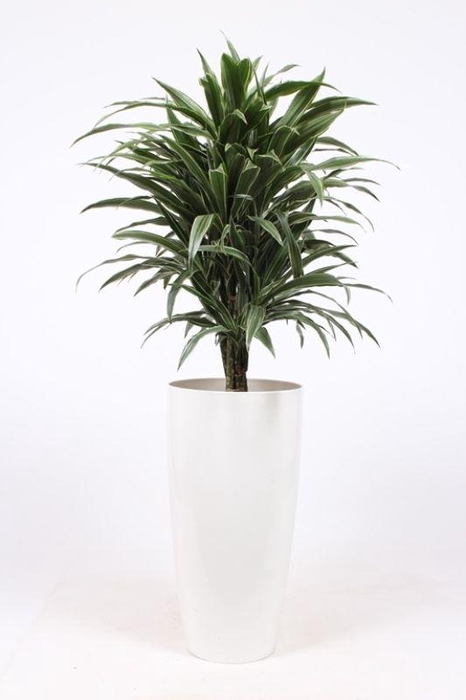 <h4>Dracaena Warneckie in Santorini pot "wit"</h4>