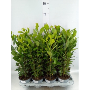 Laurus nobilis