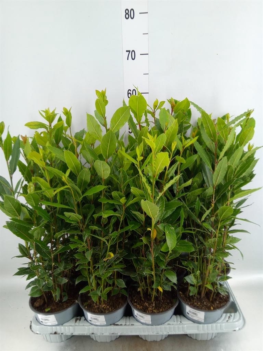 <h4>Laurus nobilis</h4>
