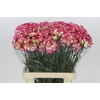 Dianthus St Supersic
