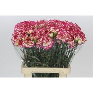 Dianthus St Supersic