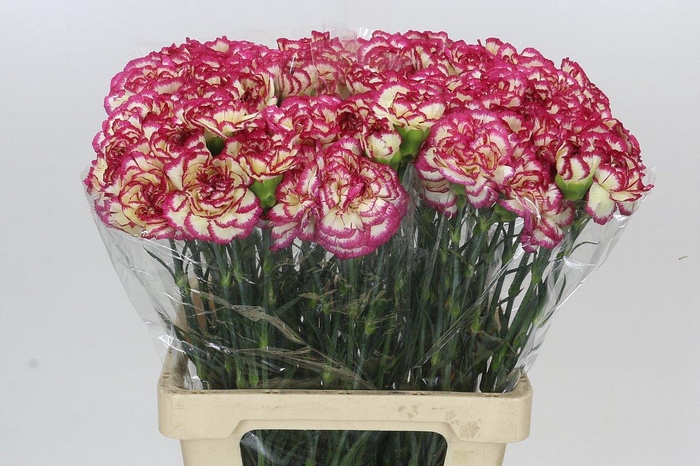 <h4>Dianthus St Supersic</h4>