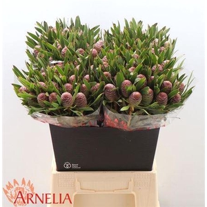 Leucad C Ayoba Bl Pearl 40cm