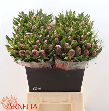 <h4>Leucad C Ayoba Bl Pearl 40cm</h4>