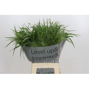 Siergras Panic Vi Fontaine