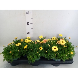 Argyranthemum  'Madeira Crest Merl'