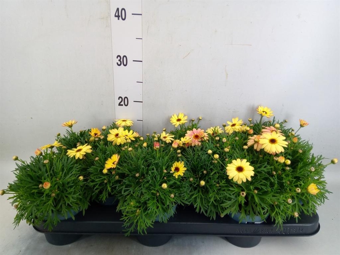 <h4>Argyranthemum  'Madeira Crest Merl'</h4>