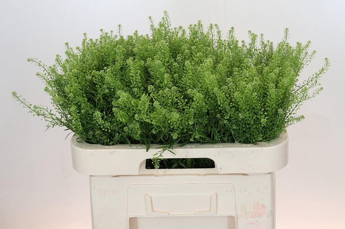 <h4>Lepidium Green Dragon</h4>