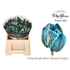 TU EN RV ROYAL BLUE