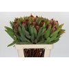Protea Robijn