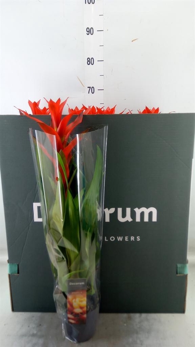 <h4>Guzmania  'Ostara'</h4>