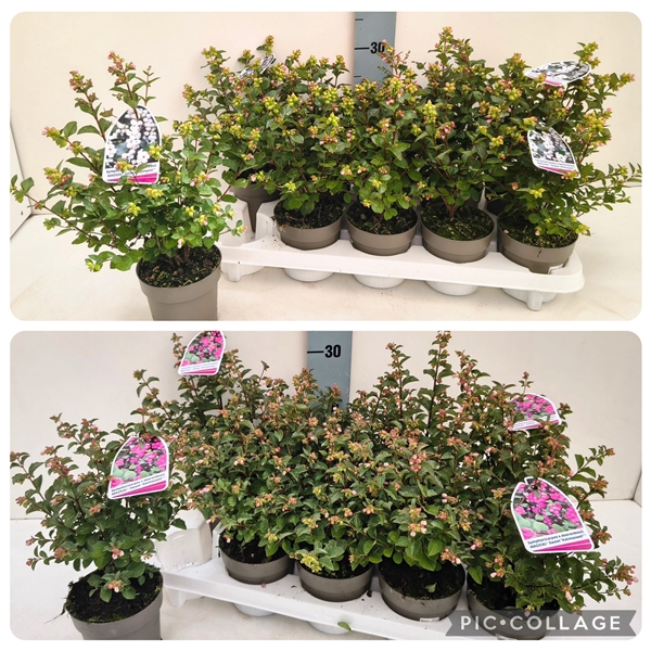 <h4>Symphoricarpos in Sorten 11T</h4>