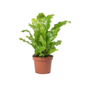 ASPLENIUM NIDUS P15