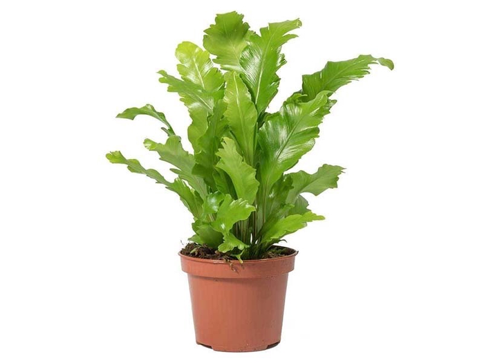 <h4>ASPLENIUM NIDUS P14</h4>