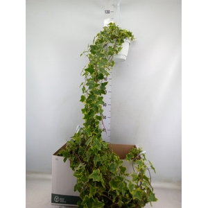 Hedera helix 'Goldchild'