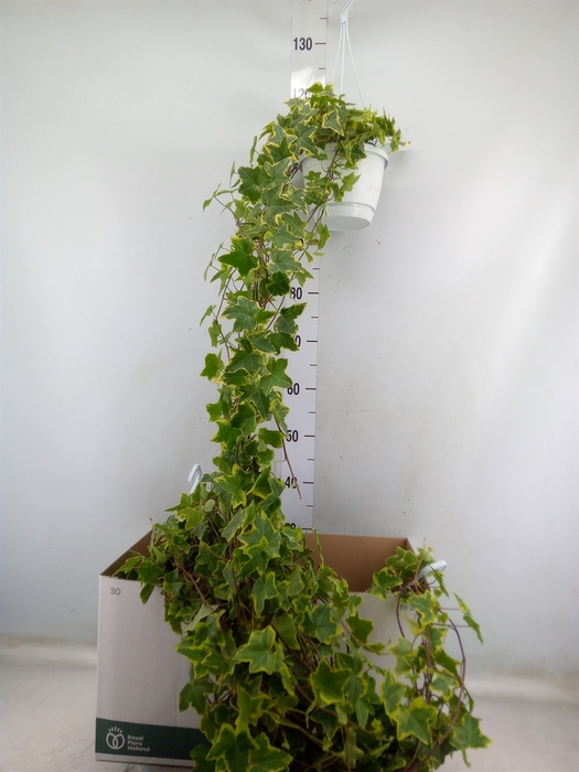 <h4>Hedera helix 'Goldchild'</h4>