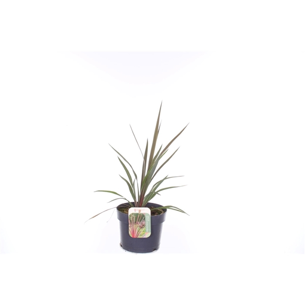 <h4>Cordyline australis Red Heart</h4>