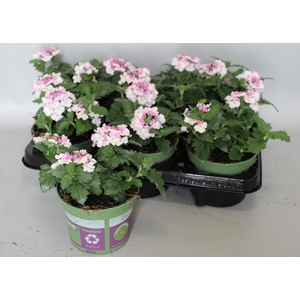 Verbena Bicolor Rose
