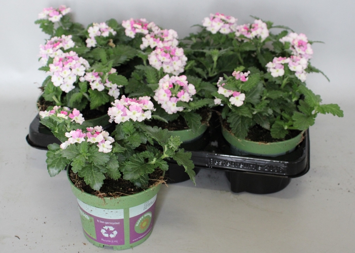 <h4>Verbena Bicolor Rose</h4>
