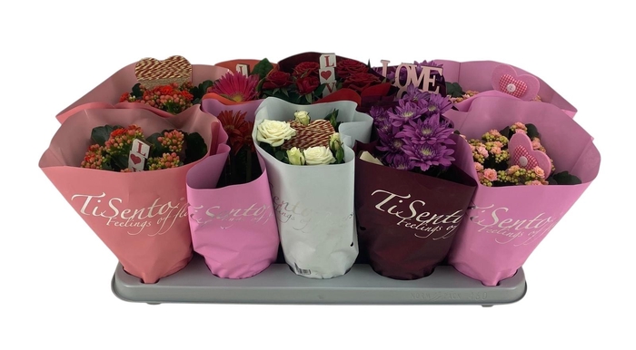 <h4>KAMERPL BLOEIEND GEM</h4>