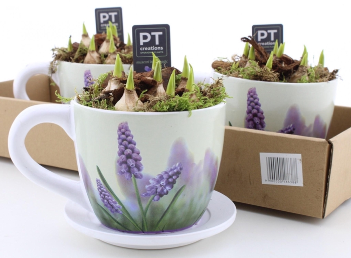 <h4>ARR MUSCARI</h4>