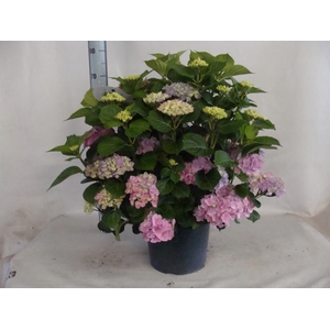 Hydrangea mac.   ...