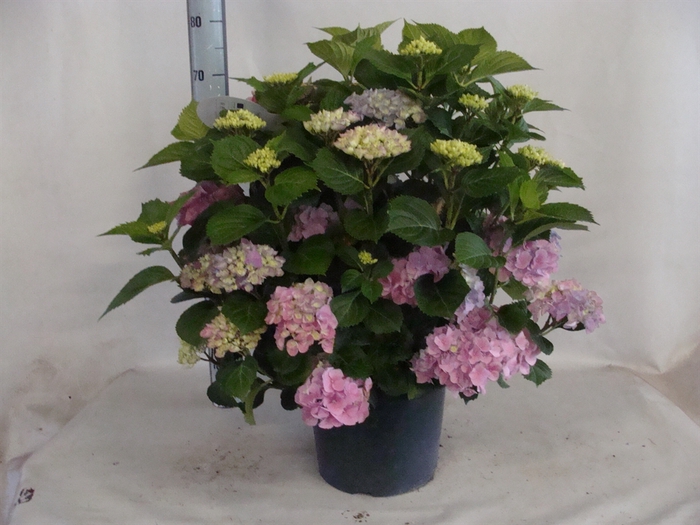 <h4>Hydrangea mac.   ...</h4>