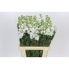 Matthiola Iron White