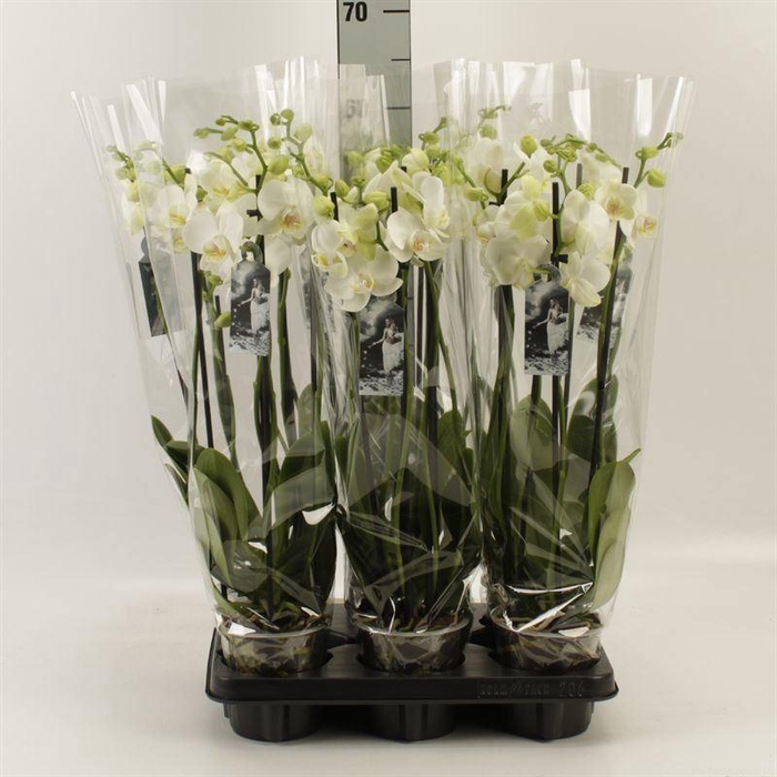 <h4>Phalaenopsis   ...white</h4>
