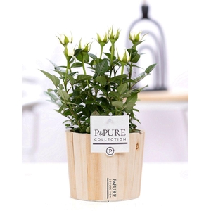 Rosa white in P&PURE Wood 5