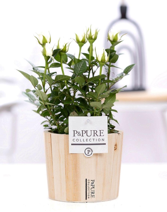 <h4>Rosa white in P&PURE Wood 5</h4>