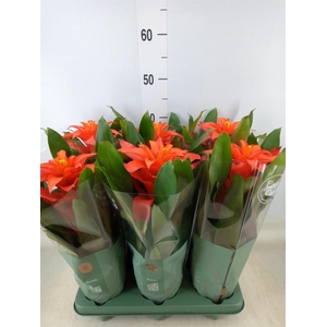 Guzmania  'Fiero Orange'