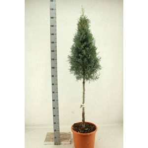 CUPRES AR AUREA PYRAMIDE 170CM